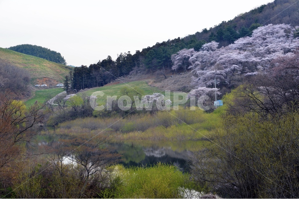풍경,봄,자연,잔잔함,물가,아름다운,벚꽃,알록달록,봄,계절,spring,season,자연,풍경,nature,landscape,한국자연풍경,한국자연경관,korea nature landscape,plant,식물,outdoors,옥외