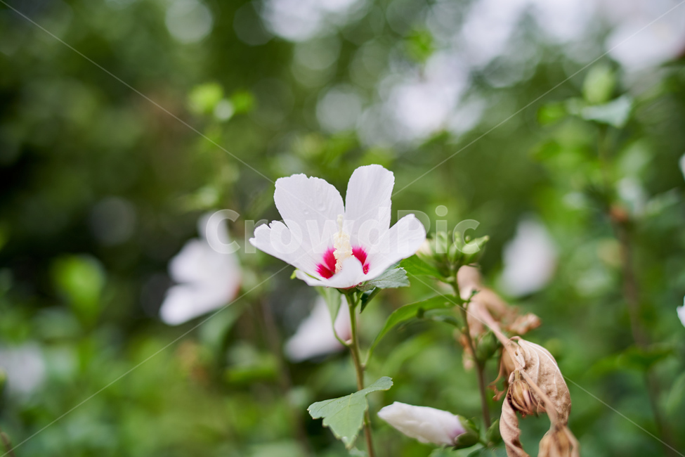 꽃,flower,무궁화,오후,nature,식물,자연,plants,nature,꽃,flower