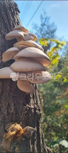 느타리버섯,야생버섯,자연,산나무,자연의신비,소생,자연산,버섯