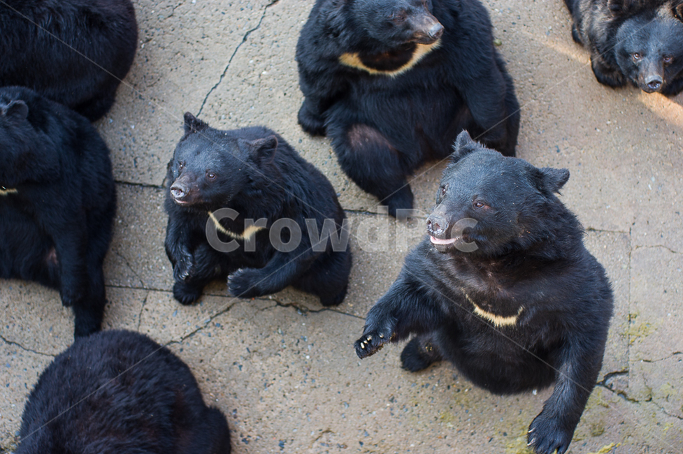 곰,반달곰,bear,동물,자연,동물의세계,동물,animal,포유류,mammal