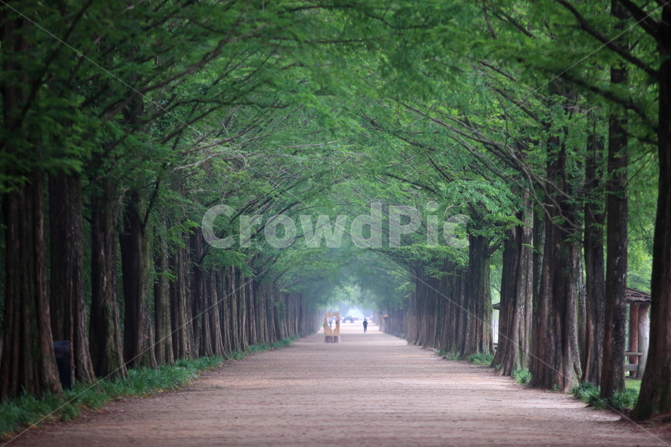 길,메타스퀘어,녹음,담양,가로수,여름,녹색,배경,바탕바탕,자연배경,감성