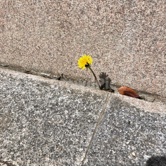 민들레,구석,길,한송이,꽃,노랑색