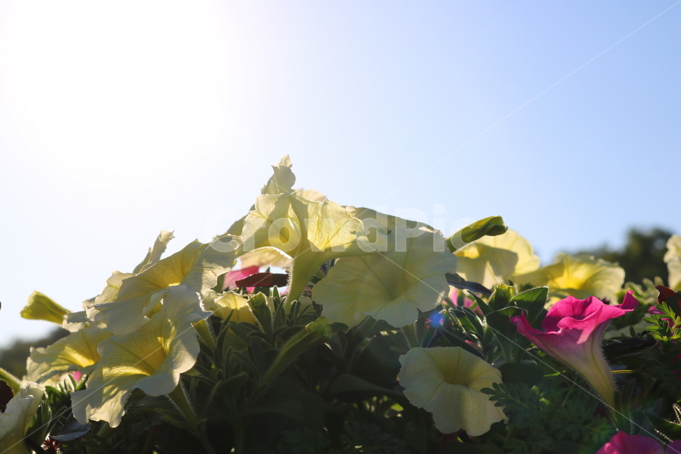 꽃,페튜니아,페튜니아꽃,식물,자연,페츄니아,노란꽃,식물,자연,plants,nature,꽃,flower