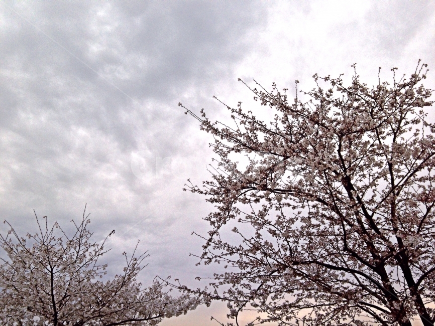 한강,오후,꽃,벚꽃,여의도,봄,계절,spring,season,식물,자연,plants,nature,나무,trees,wood,plant,tree
