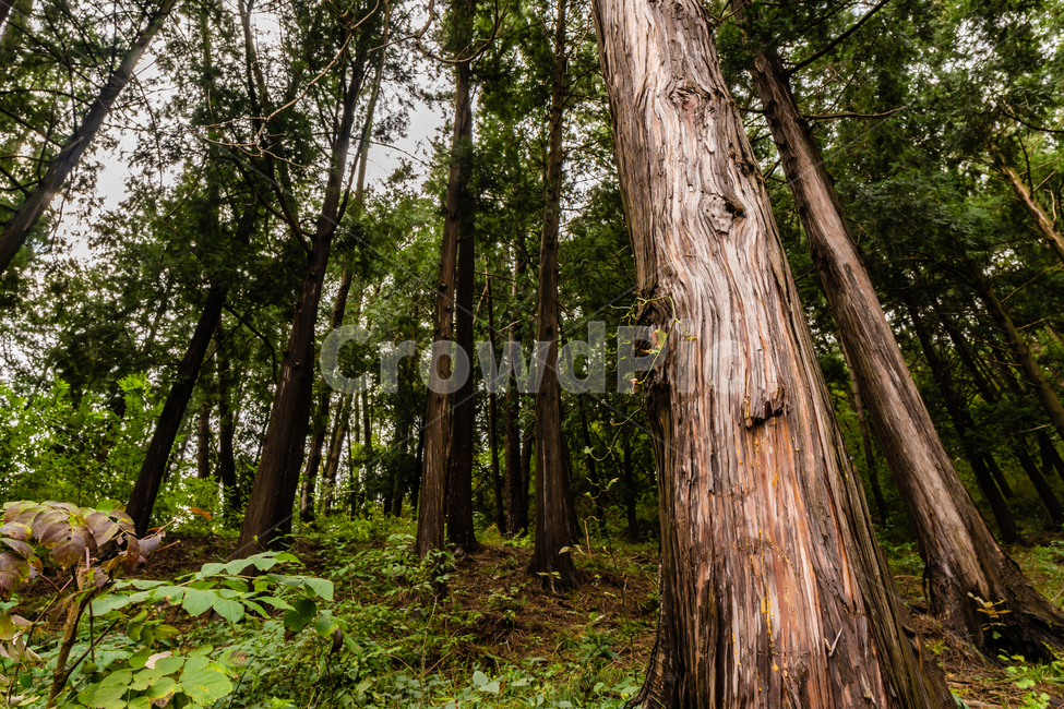 편백나무,cyprus,forest,편백나무숲,대성사,자연,풍경,nature,landscape,식물,plants,나무,trees,wood