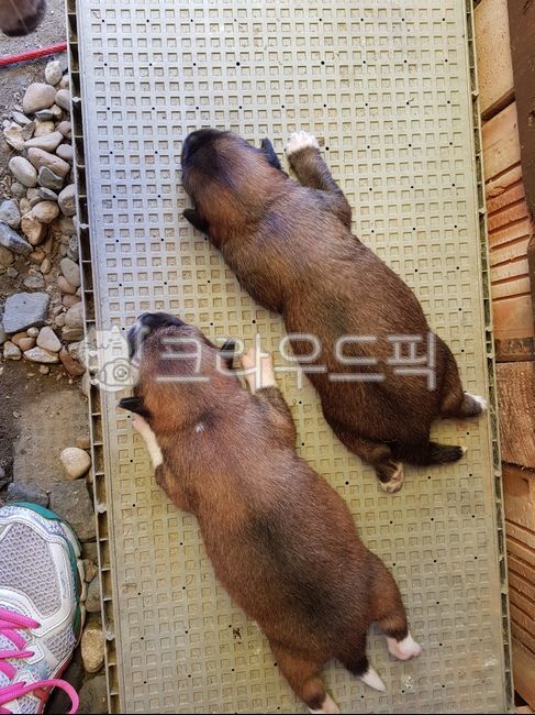 햇빛,뜨거움,강아지,아기,사랑스러움