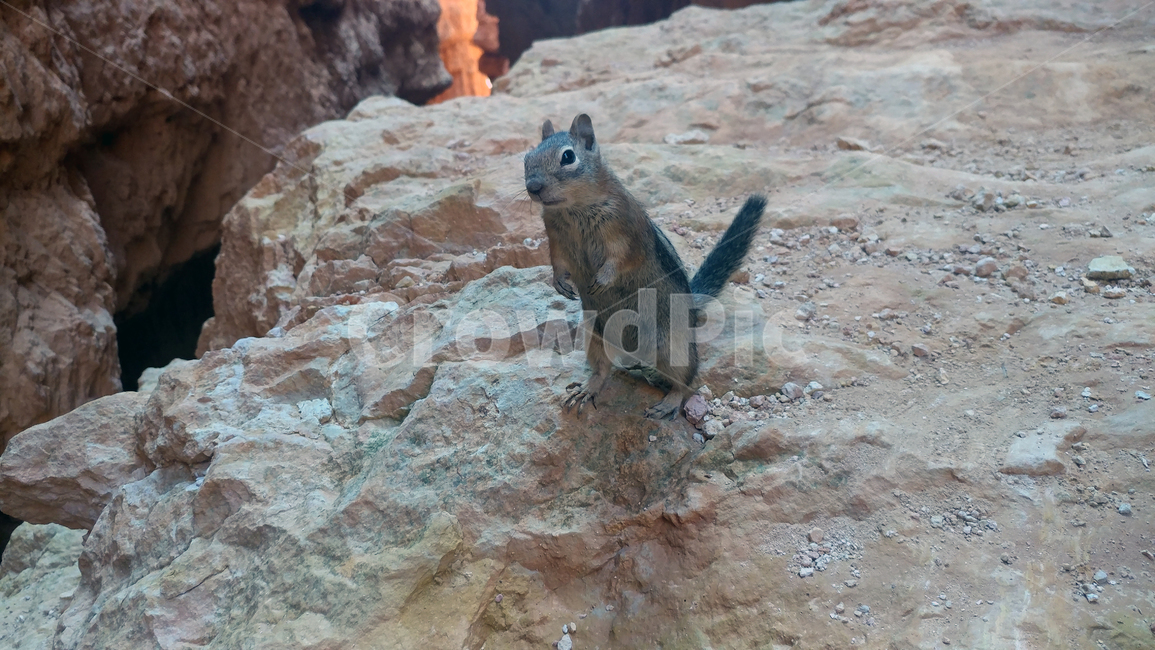 다람쥐,야생동물,squirrel,다람쥐얼굴,다람쥐돌,동물,animal,포유류,mammal