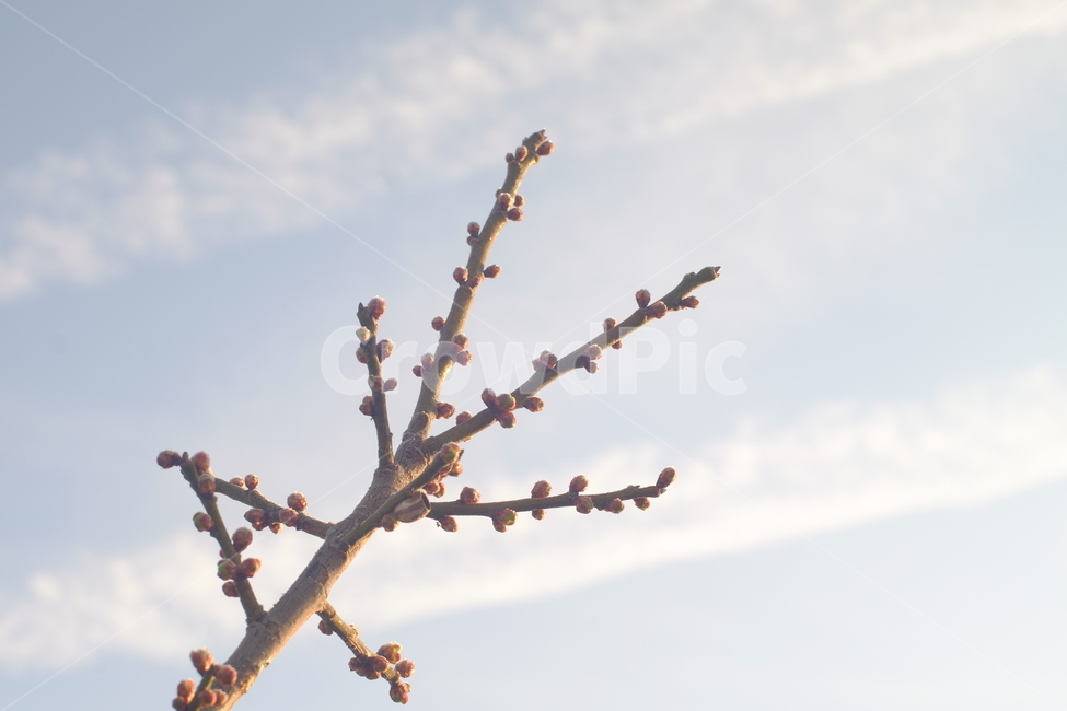 꽃,봄,하늘,나뭇가지,감성,매화,푸른하늘,구름,절개,식물,자연,plants,nature