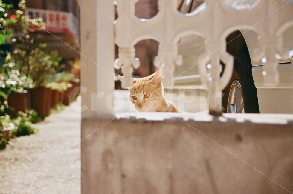 동물,고양이,animal,cat,animals,cats,포유류,길거리,street,동물,animal,포유류,mammal,고양이,cat,kitten,kitty,감성,sensible,feeling