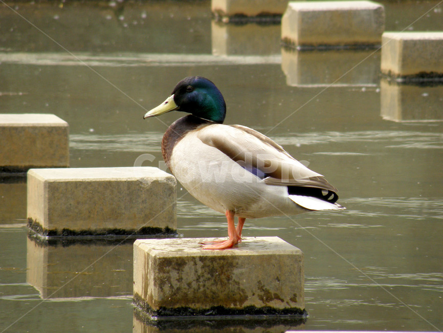 오리,조류,새,동물,천둥오리,동물,animal,조류,새,birds