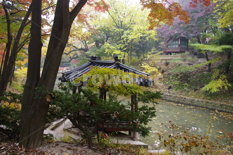창덕궁,창덕궁후원,승재정,관람정,고궁,건축,전통건축,traditional,전통,기와지붕,가을,fall,나무,식물,plant,단풍,잎,낙엽,가을,계절,fall,autumn,season,한국전통,한국문화,korean traditional,korean culture,랜드마크,landmark,tourist attraction,한국랜드마크,한국관광지,한국명소,korea landmark,korea tourist attraction