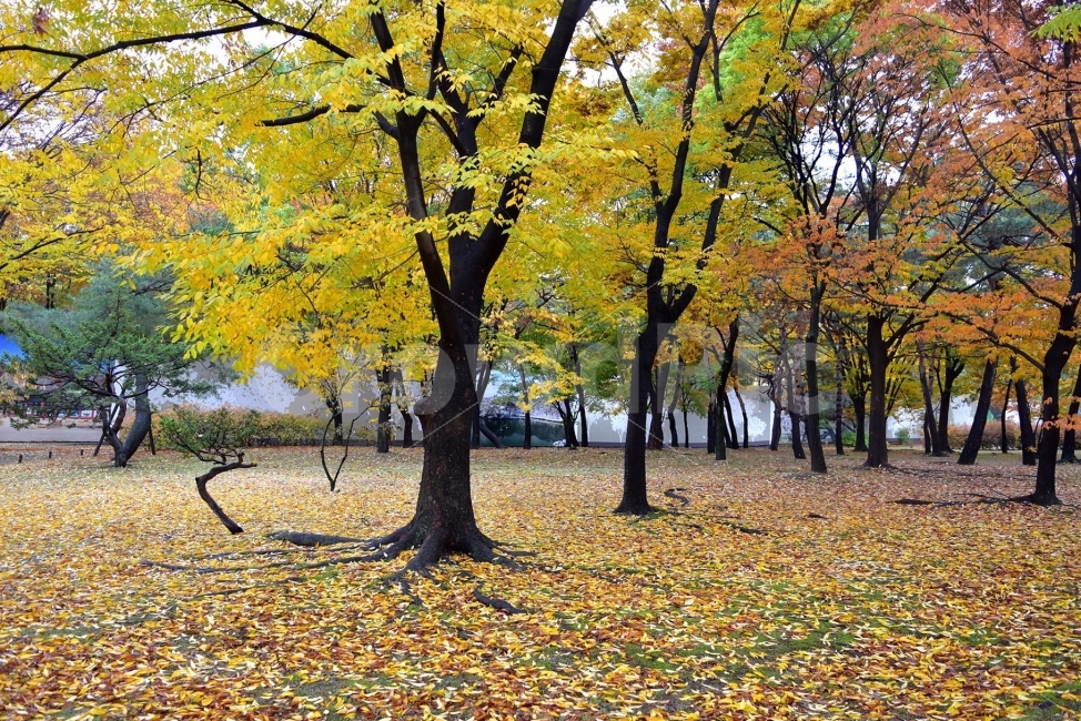 창경궁,가을,단풍,풍경,고궁,서울,낙엽,도심지,명소,자연,비경,단풍나무,춘당지,가을색,가을색채,오색,자연,풍경,nature,landscape,가을,계절,fall,autumn,season,tree,나무,plant,식물,tree trunk,나무 줄기