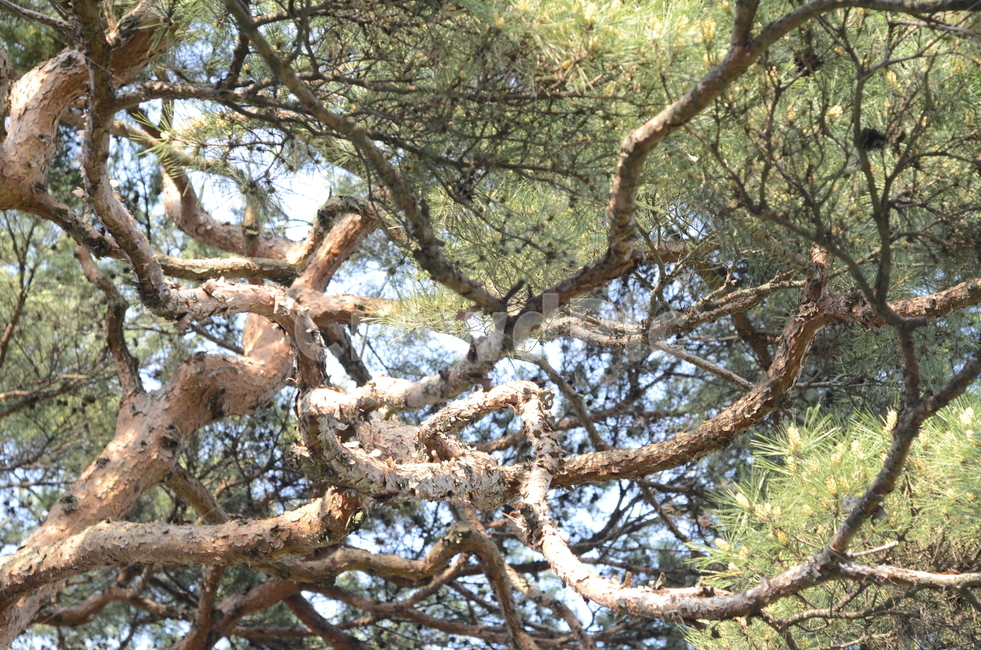 의림지,소나무,나무,유원지,숲,자연,식물,자연,plants,nature,나무,trees,wood