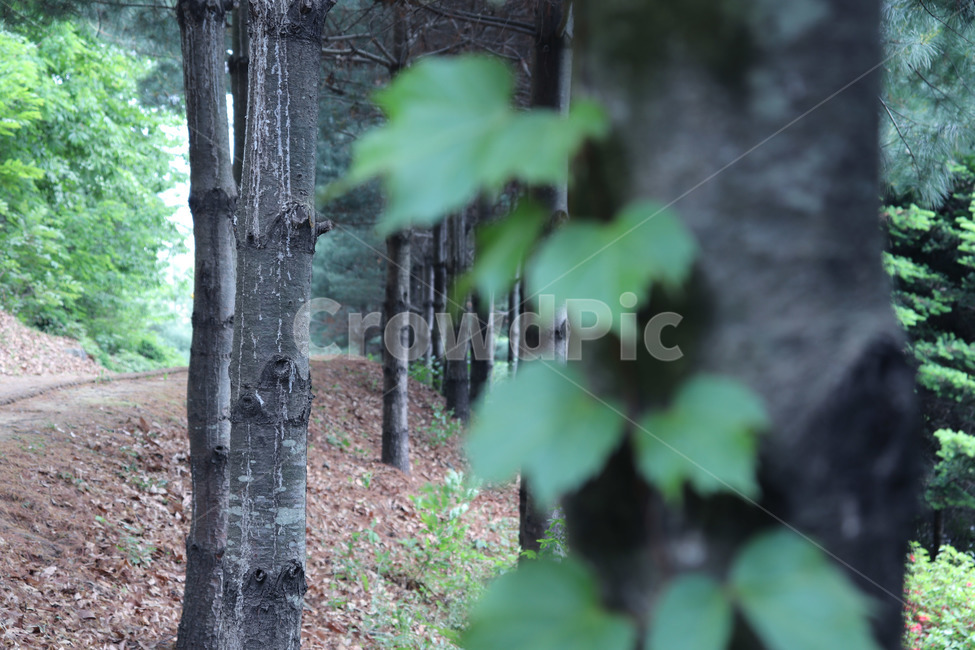 나무,나뭇잎,숲,산,길,tree,leaf,forest,wood,mountain,road