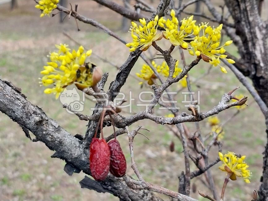 tree,나무,flower,꽃,petal,꽃잎,bud,싹,sprout,새싹,산수유,산수유나무,산수유꽃,corneliancherry,배경화면
