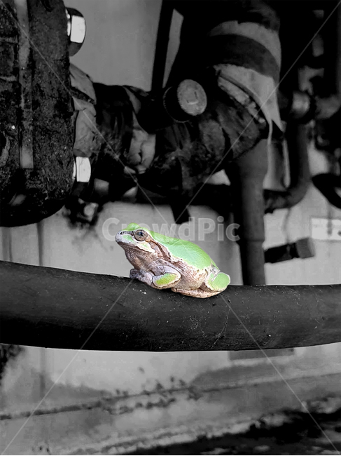 기계,자연,청개구리,녹색,흑백,동물,animal,파충류,양서류,reptile,amphibian
