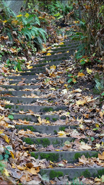 계단,낙엽,가을,autumn,leaves,가을,계절,fall,autumn,season,plant,식물,leaf,잎,ground,바닥