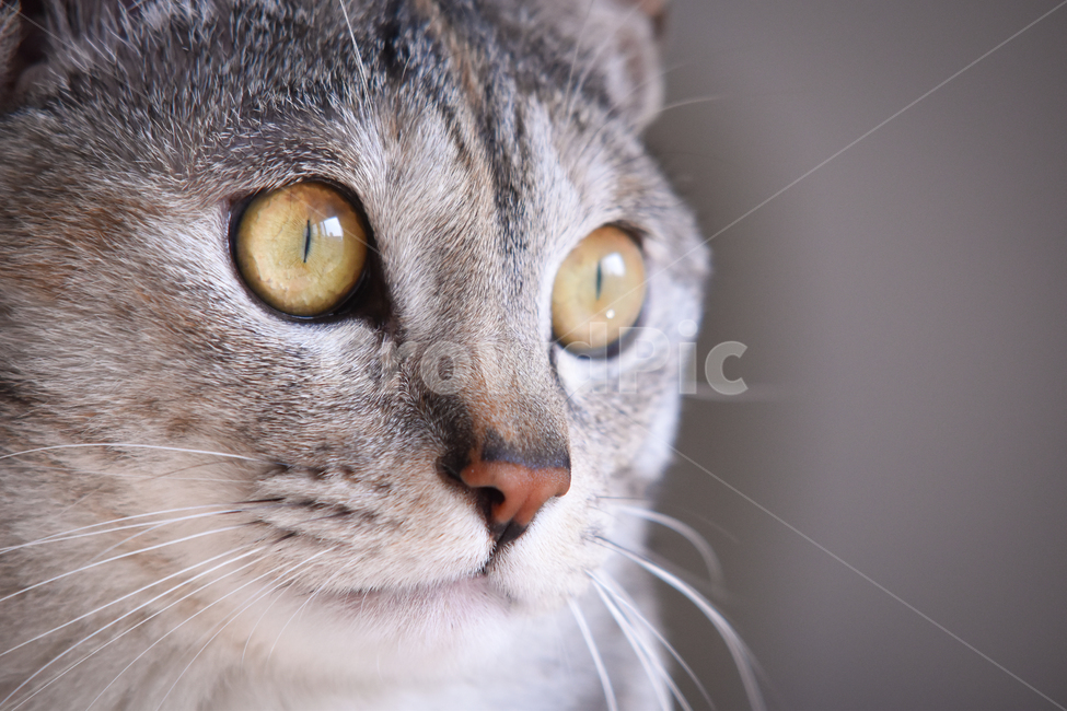 American Shorthair,Meow,young,BABYCUTE,Asshole,cat,butler,pet,ANIMALS,KITTEN,close up,ANIMAL,adult cat,Pets,Korean Shorthair,face,emotion,cutie,CAT,cuteness,baby,animal,cat photo,PET,hoe,Sight