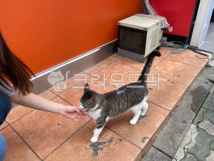 Pets,stray cat,person,cat,plant,animal,floor,human,herbs