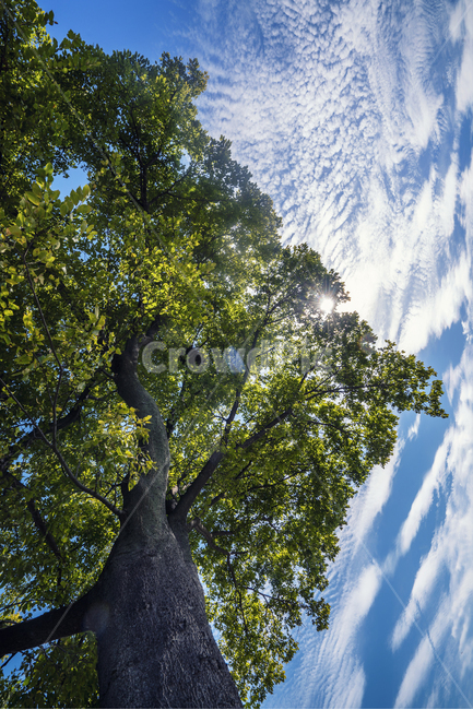 자연,풍경,맑은하늘,감성,나무,식물,자연,plants,nature,나무,trees,wood