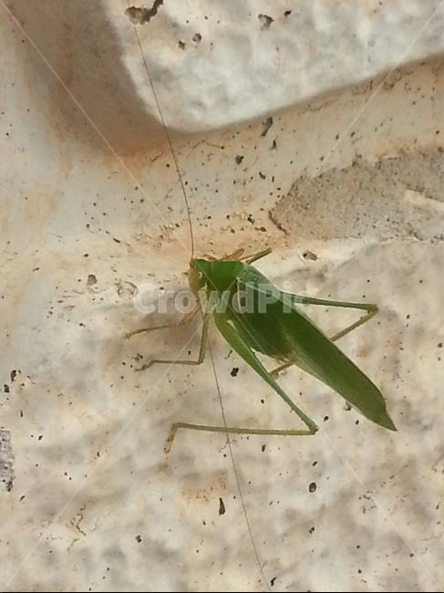 자연,동물,곤충,여치,생태,grasshopper,동물,animal,곤충,벌레,insect,bug