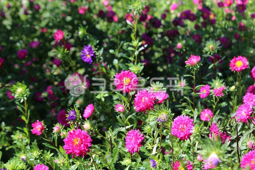 식물,꽃,plant,flower,과꽃,국화과,한해살이풀