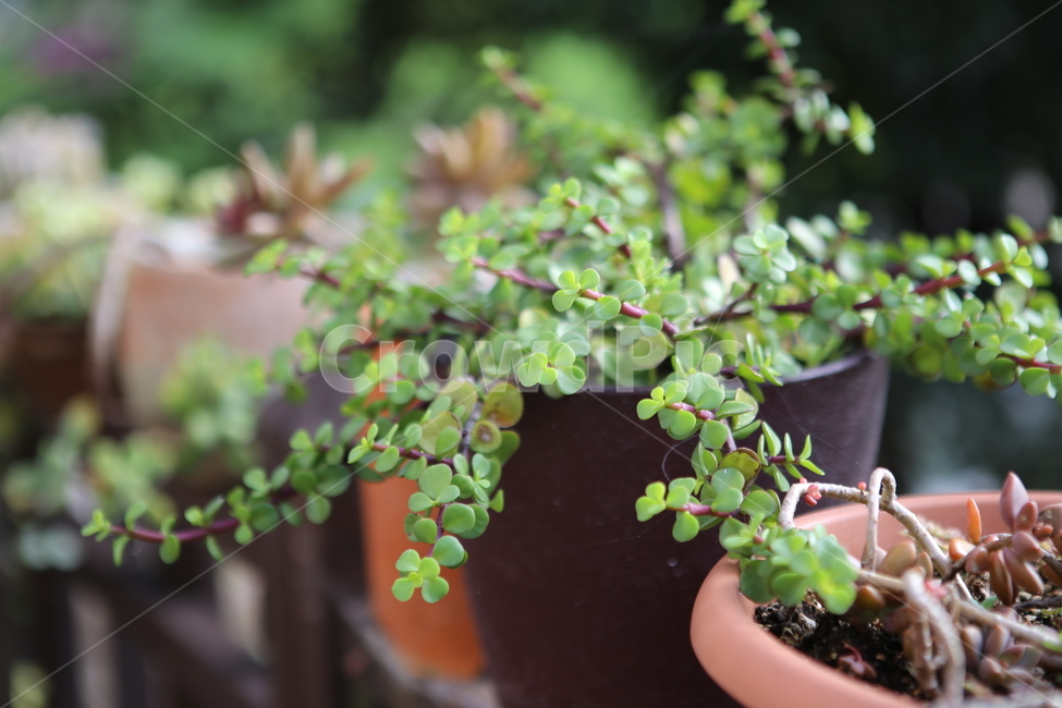 화분,나무,초록,자연,배경,실내용화초,화분,화초,house plant