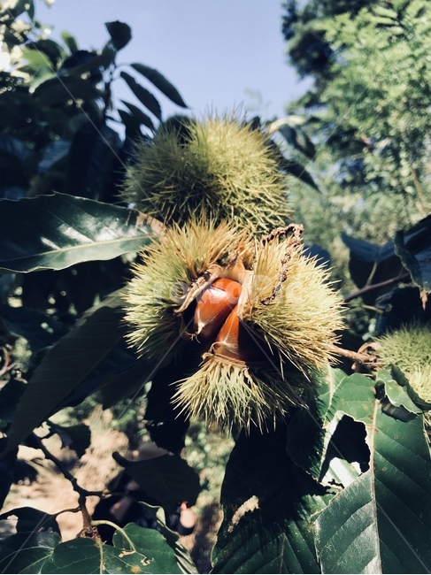 가을,하늘,밤,밤나무,나무