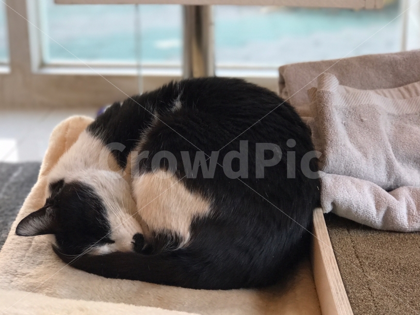 고양이,낮잠,고양이잠,코리아숏헤어,코숏,동물,animal,포유류,mammal,고양이,cat,kitten,kitty