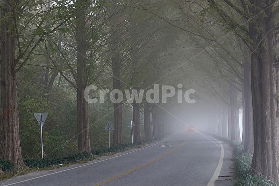 메타세콰이어길,안개,새벽안개길,여명,메타,순창군,새벽,자연,풍경,nature,landscape,road,도로