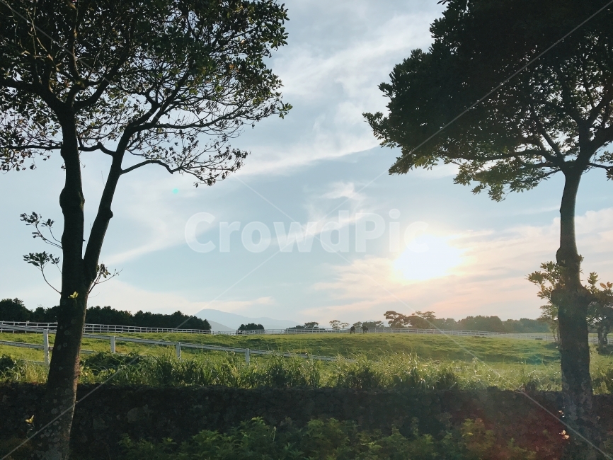 풍경,제주도,초원,jejudo,grassland,자연,풍경,nature,landscape,tree,나무,plant,식물,tree trunk,나무 줄기