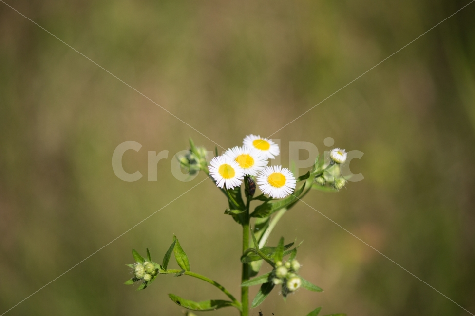 풍경,꽃,그늘아래,들꽃,꽃그늘,여름,햇살을피해,식물,자연,plants,nature,꽃,flower