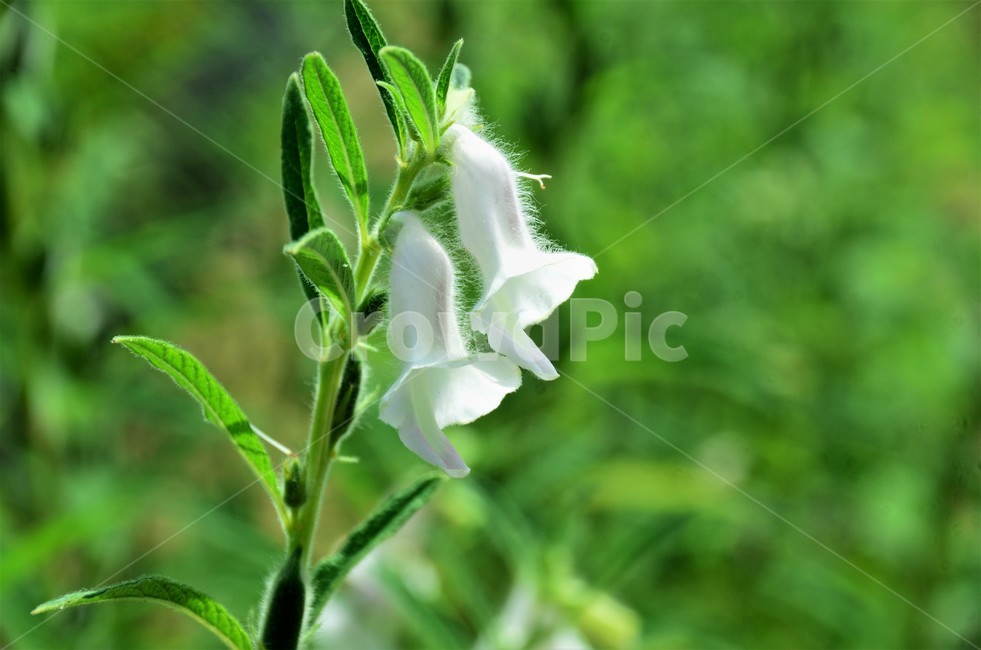 참깨,참깨꽃,임자,호마,재배식물,참깻과,식물,자연,plants,nature,꽃,flower