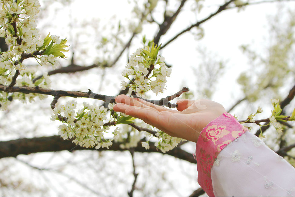 사람,감성사진,한복,꽃,풍경,풍경사진,손,전통한복,girl,peopel,hanbok,flower,봄,계절,spring,season,한국전통,한국문화,korean traditional,korean culture,한복,한국전통의상,hanbok,korean traditional clothes,식물,자연,plants,nature,꽃,flower,사람,인물,인간,human,person,신체일부,몸,body,plant