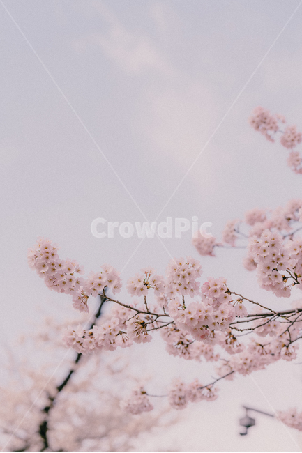 벚꽃,봄,나무,분홍,cherryblossom,봄,계절,spring,season,식물,자연,plants,nature,꽃,flower,plant,blossom