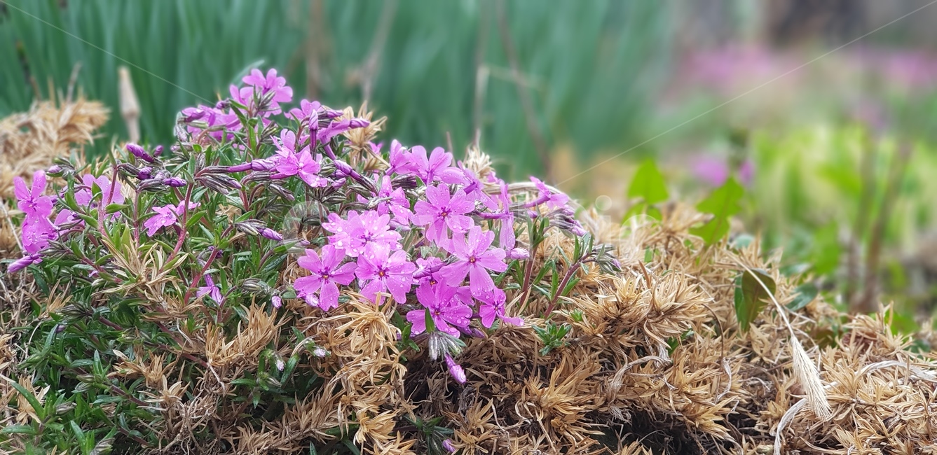 봄,꽃,아름다움,아침,이슬,자연,식물,자연,plants,nature,꽃,flower