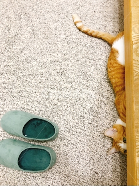 고양이,코숏,슬리퍼,집,숨박꼭질,치즈냥,cat,pet,동물,animal,포유류,mammal,고양이,cat,kitten,kitty