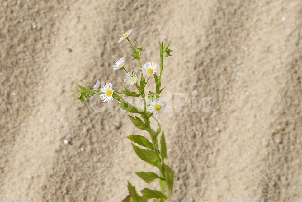 개망초,꽃,식물,풀,꽃잎,식물,자연,plants,nature,꽃,flower