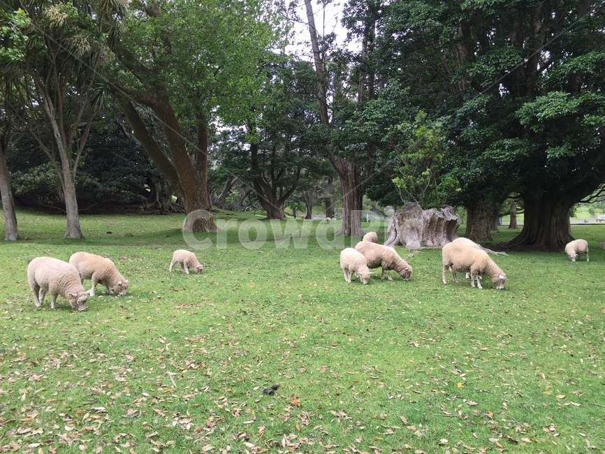 animal,동물,sheep,양,mammal,포유류,plant,식물,grass,잔디,목장,뉴질랜드,초원,양떼목장