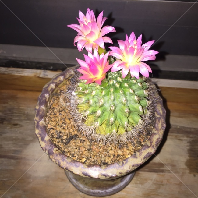 꽃,선인장,화분,여러송이,분홍꽃,실내용화초,화분,화초,house plant