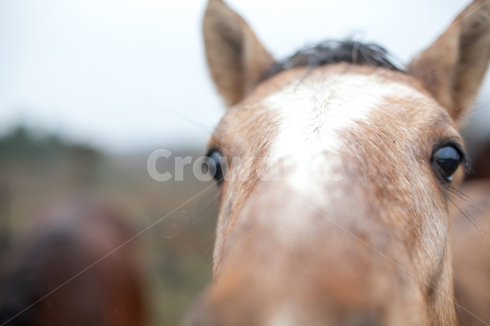 눈,배경,눈빛,자연,야생마,초원,배경사진,제주말,애처로움,horse,말,colthorse,콜트호스,mammal,포유류,animal,동물,동물,animal,포유류,mammal