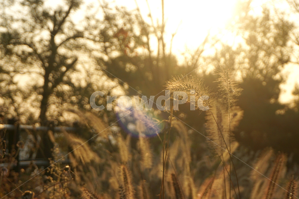 grass,plant,식물,lawn,잔디,갈대,reed,foxtail,개꼬리풀,가을,노을,sunset,서울노을,autumn,autumninseoul,서울가을