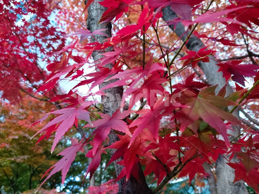 잎,단풍,가을단풍,붉은단품,나무,식물,가을,계절,fall,autumn,season