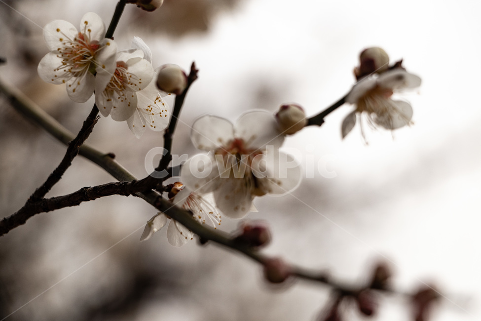 매화,매화꽃,매실꽃,백매화,흰매화,봄,계절,spring,season,식물,자연,plants,nature,꽃,flower,plant,blossom