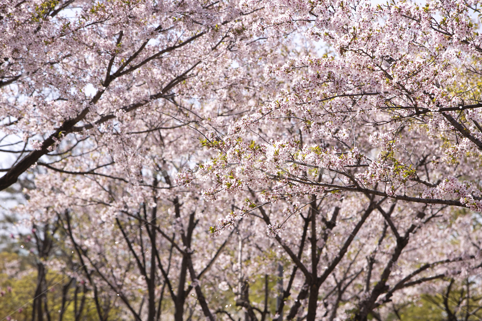꽃,배경,벚꽃,하늘,나무,꽃잎,야외,자연,봄,시즌,계절,군락,나뭇가지,가로수,꽃구경,활짝,만개,식물