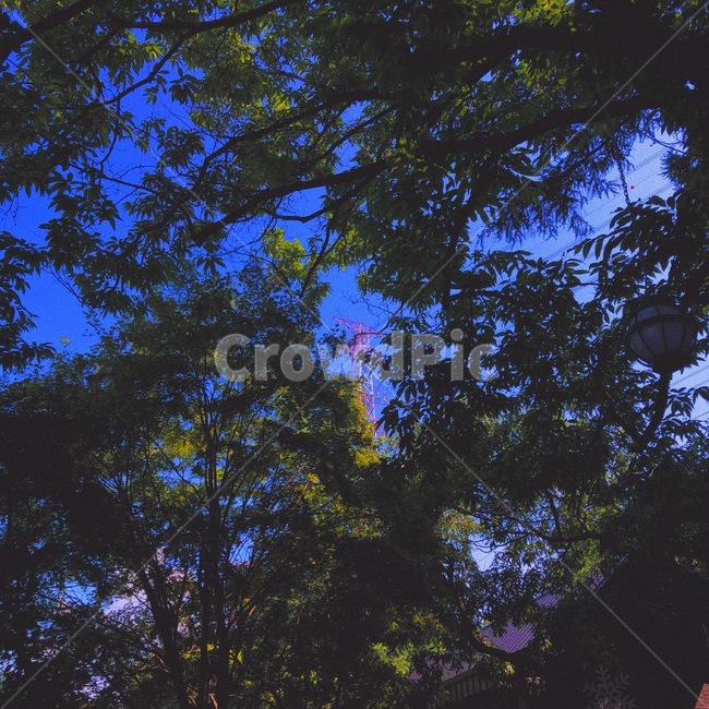 숲,풍경,전선,나무,하늘,파란하늘,푸른하늘,자연,파란색,푸른색