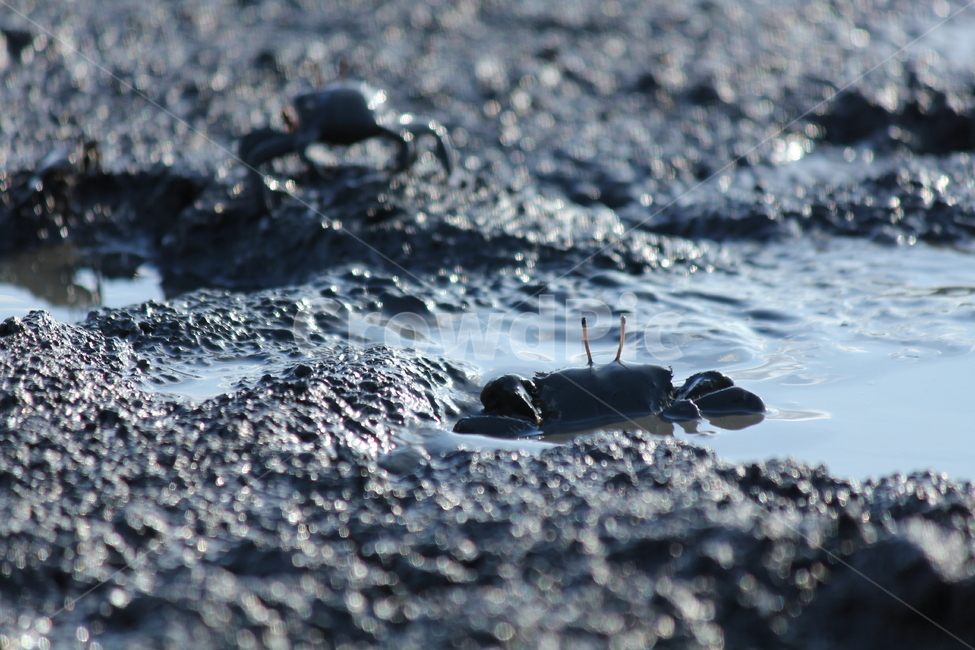 Beach,mud field,sea crab,foreshore,crab