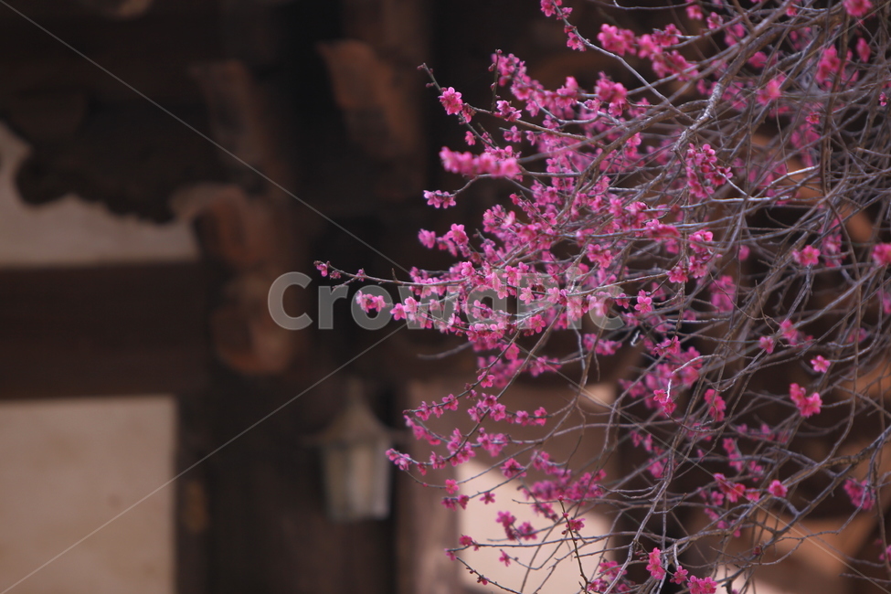 전남,구례,화엄사,흑매,매화꽃,사찰,각황전,4월,꽃,빛,봄,계절,spring,season,한국전통,한국문화,korean traditional,korean culture,식물,자연,plants,nature,꽃,flower,plant,blossom
