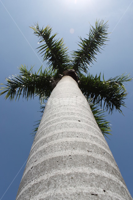 여름,summer,야자수,시원,palmtree