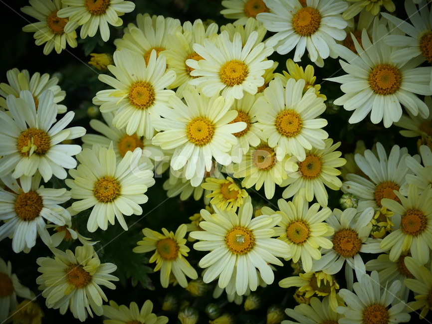꽃,flower,노란꽃,국화,아름다움,예쁨,beautiful,chrysanthemum,yellowflower,식물,자연,plants,nature,꽃,flower